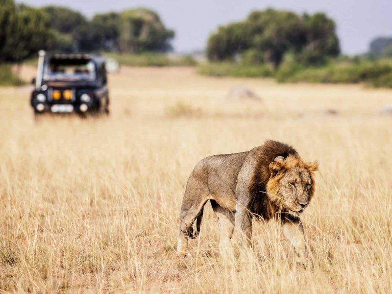 Dive Into The Idea Of Adventurous And Exciting Safaris IN Tanzania