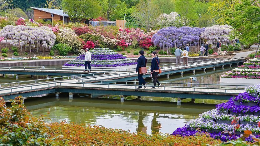 A Traveler’s Guide of Ashikaga Flower Tours Japan